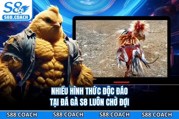 Nhiều hình thức độc đáo tại đá gà S8 luôn chờ đợi Nhiều hình thức độc đáo tại đá gà S8 luôn chờ đợi